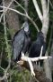CR - 27 * Black Vultures